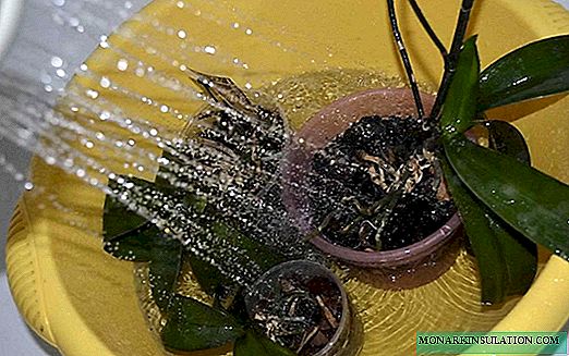 How to water an orchid: in a pot and at home