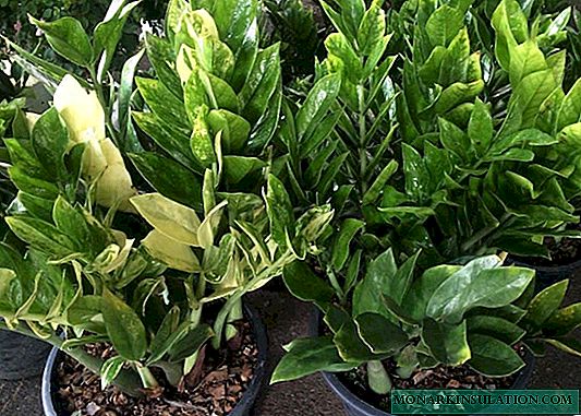 How to water Zamioculcas correctly so as not to ruin