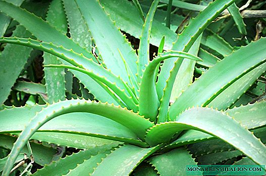 How to plant aloe properly at home