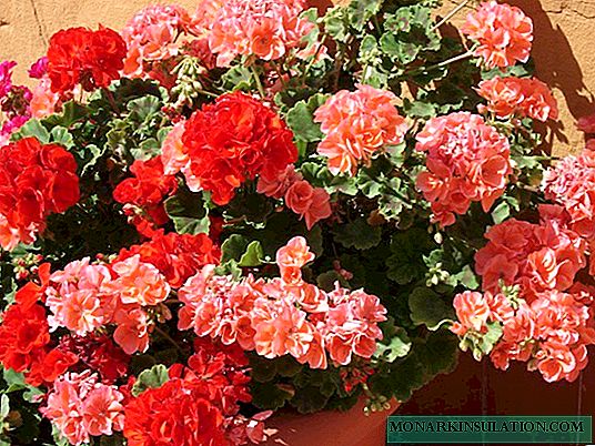 How to plant geranium - growing from cuttings at home