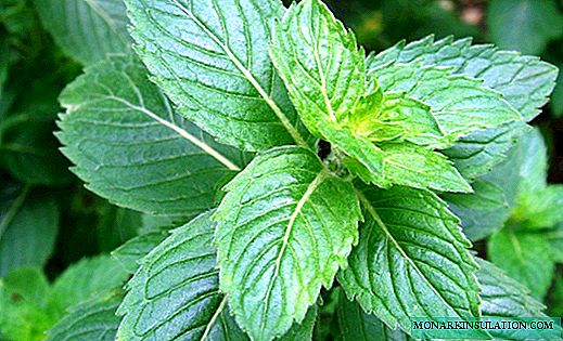 How to plant mint in the country - how to breed