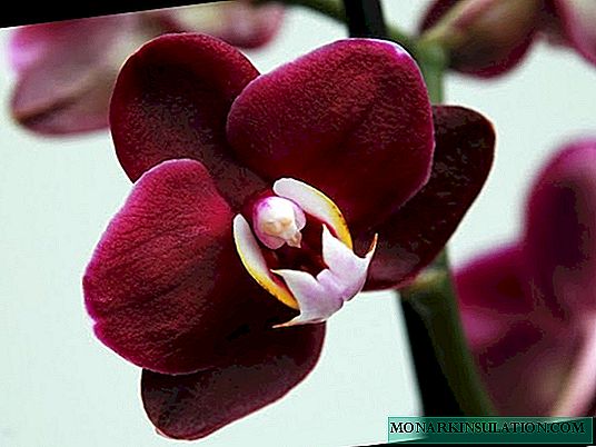 Wie man eine Orchidee pflanzt: Beispiele in einem Topf und zu Hause