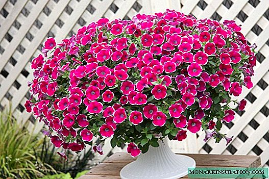 How to properly plant ampelous petunia