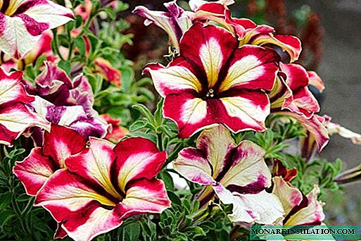 How to pinch a petunia for lush flowering