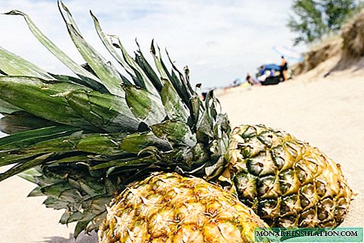 Como o abacaxi cresce na natureza e em casa