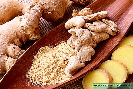 How ginger grows at home and in nature