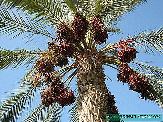 How dates grow, how date palms look