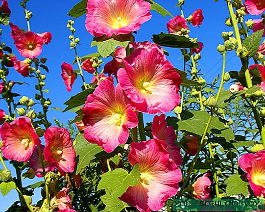 How mallow reproduces - planting methods