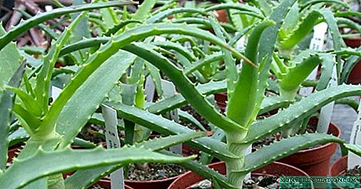 How to propagate aloe vera: examples by cuttings and in other ways