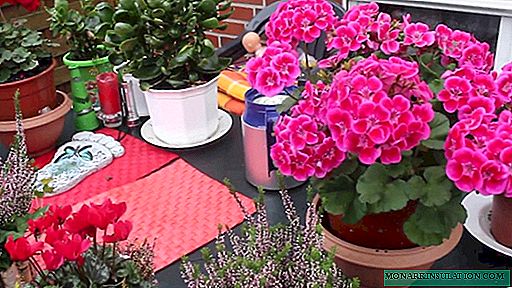 How to propagate ampel geraniums at home