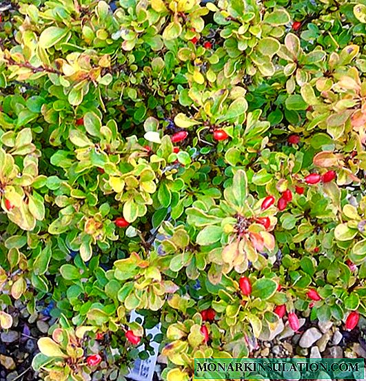 How to propagate barberry - cuttings, division
