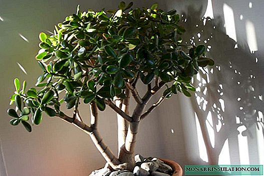 How to Propagate Money Tree at Home