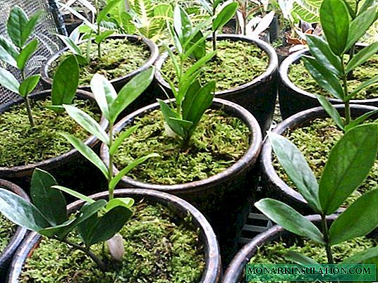 Cómo propagar un árbol de dólares en casa