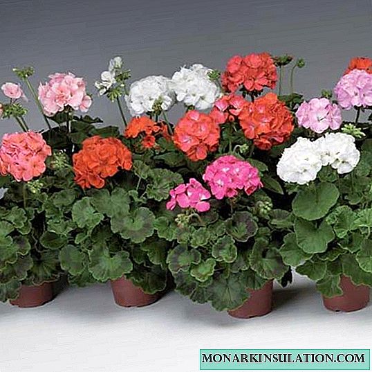 How to propagate geraniums at home