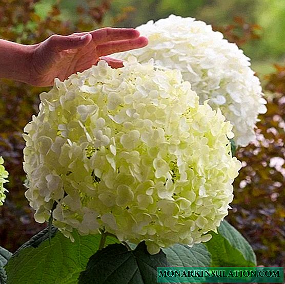How to propagate hydrangea cuttings in spring