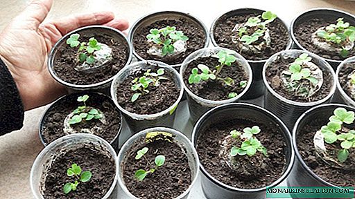 Hvordan forplante klematis - forplantning med stiklinger om sommeren