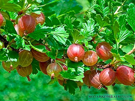 How to propagate gooseberries in spring, summer and autumn