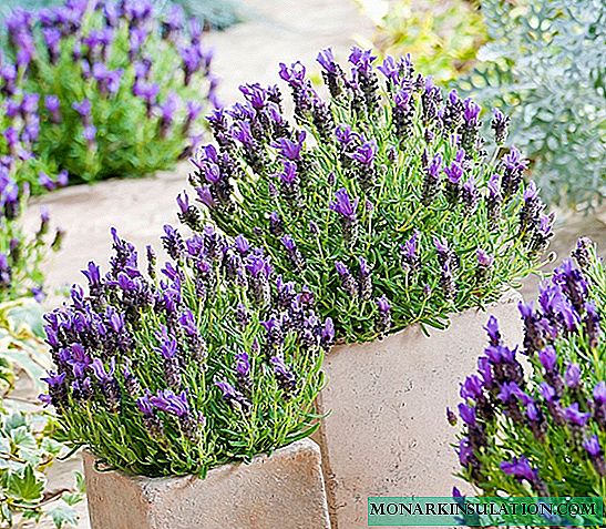 Cara menyebarkan lavender dari semak dengan stek