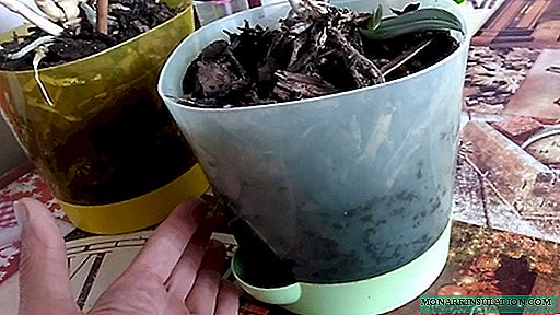 Как да размножавате орхидея у дома