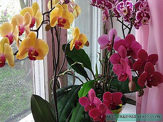 Jak šířit orchidej doma: stopku a další možnosti