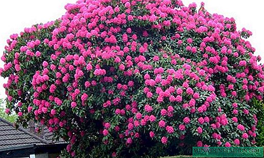 Comment propager le rhododendron: boutures, dans le pays