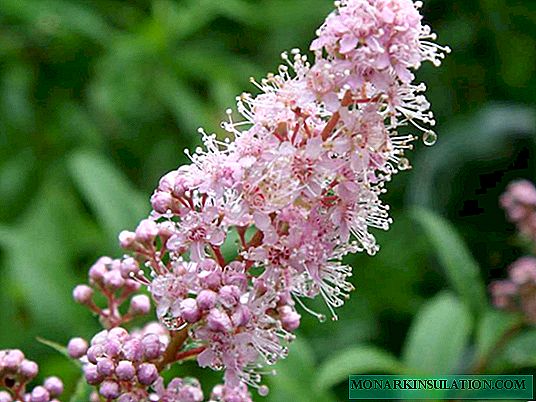 How to propagate a spiraea and root from a twig