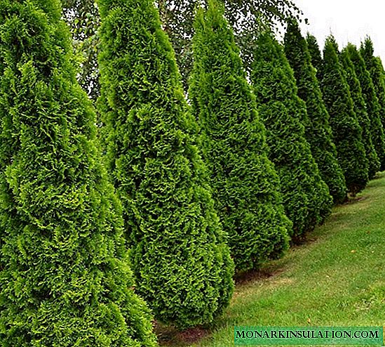 Cómo propagar thuja - esquejes y trasplante