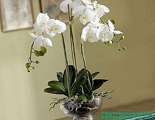 Cómo resucitar una orquídea: opciones para la restauración y reanimación de una flor