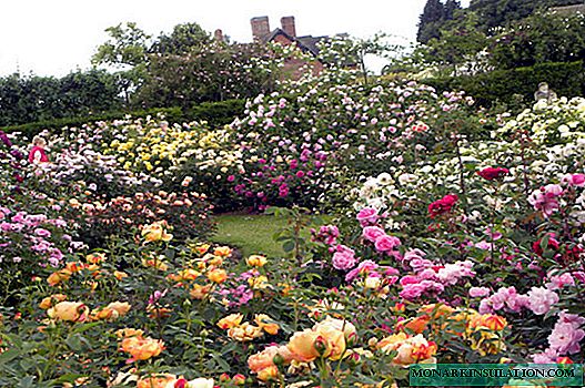 How to plant roses in the open ground in summer