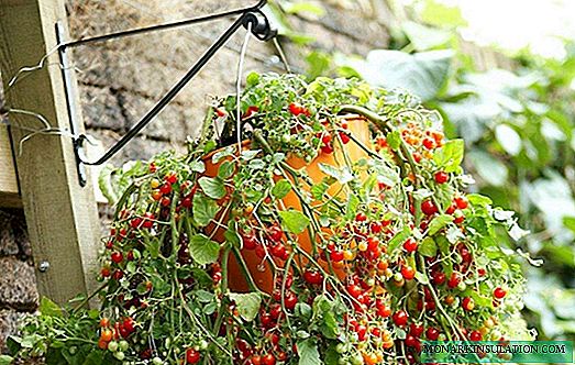 Como plantar, crescer e formar um arbusto de tomates ampelous