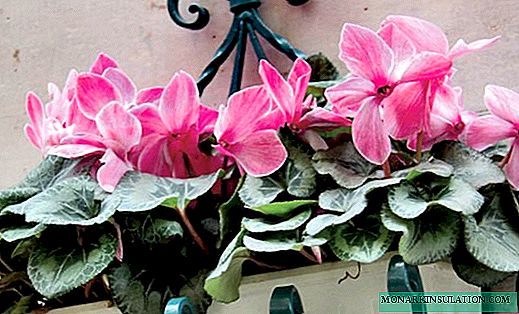 Kako shraniti ciklame doma - kaj storiti z umirajočo rožo