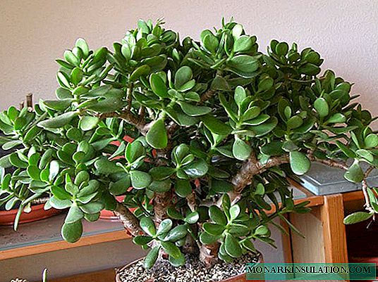 How to save a money tree that dries and dies