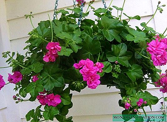 How to care for ampel geraniums at home