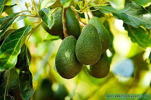 Cum să aibă grijă de avocado - o plantă acasă