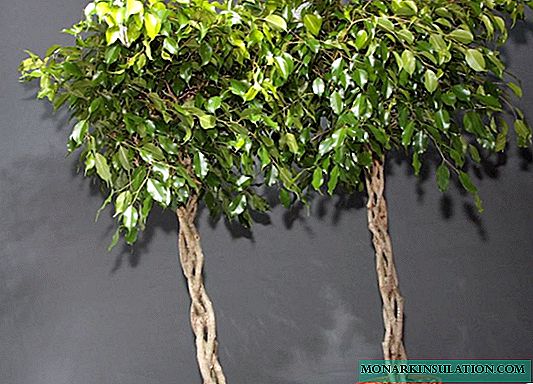 How to care for Benjamin's ficus in a pot at home