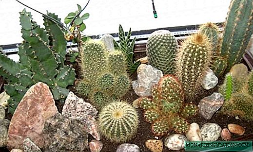 Cómo cuidar un cactus: ejemplos en casa