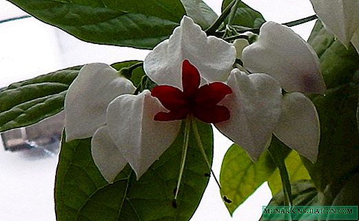 How to care for clerodendrum at home