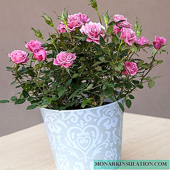 How to care for a room rose in a pot
