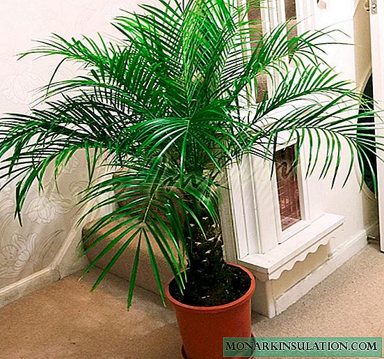 Wie man eine Palme zu Hause pflegt