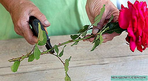 How to root a rose from a bouquet at home