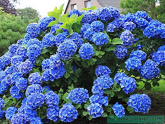How to cover hydrangea for the winter - preparing shrubs in autumn for wintering