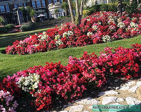 À quoi ressemble le bégonia - types et variétés de fleurs