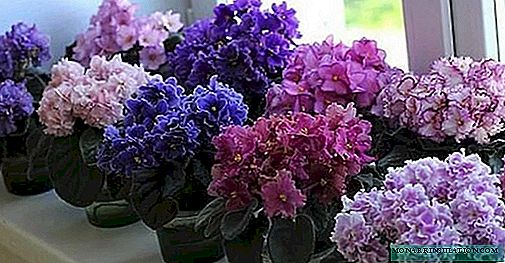 What does violet Le look like? Description of varieties