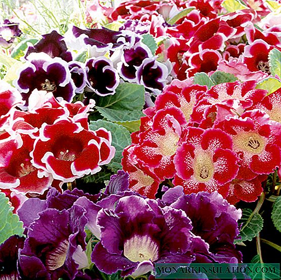 What does terry gloxinia look like - types of flower