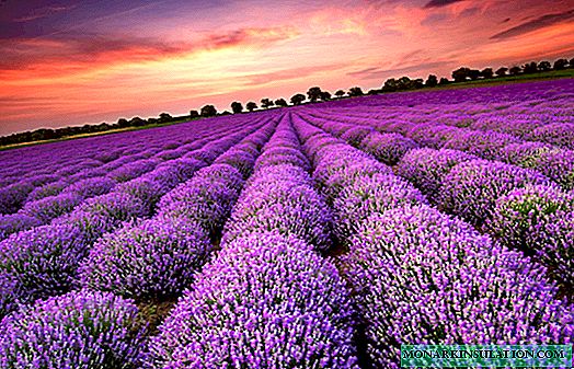 What Lavender Looks Like