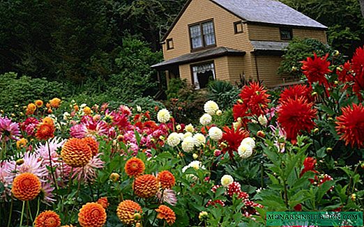 What dahlias look like - varieties and types of plants