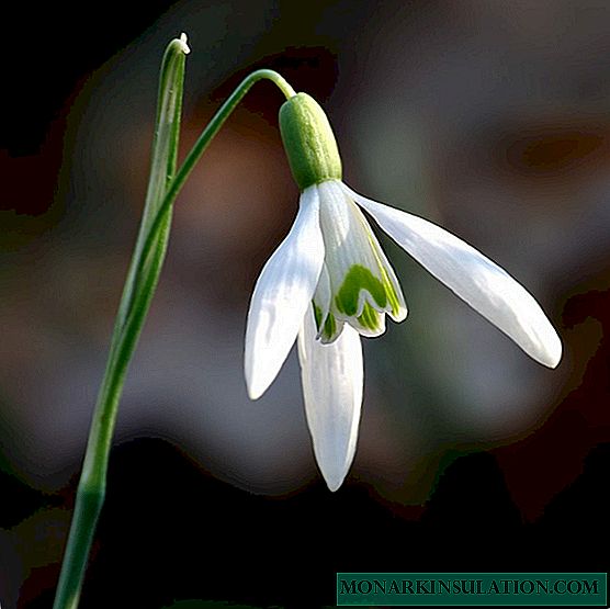 What do snowdrops look like - what color are
