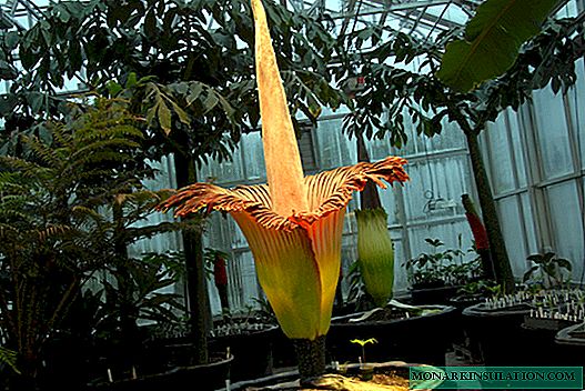 How to grow amorphophallus - a flower at home