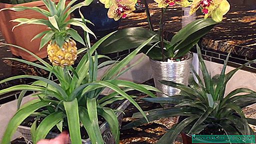 Kuinka kasvattaa ananaksia kotona