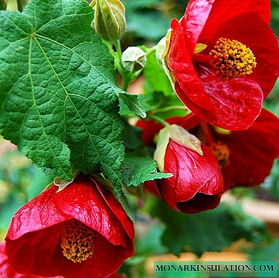 How to grow an abutilon flower from seeds at home